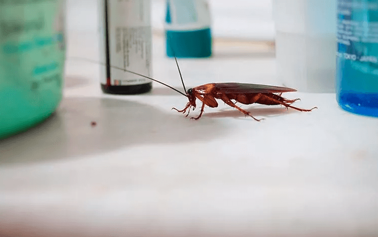 image of a roach