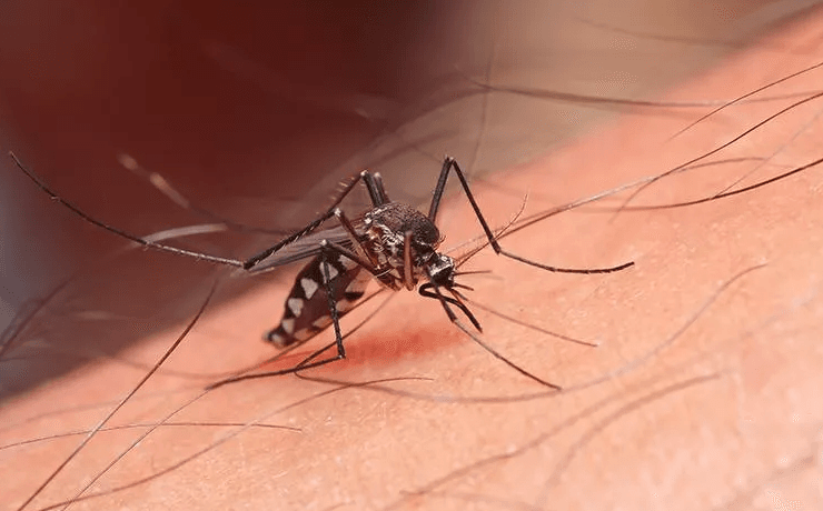 image of a mesquito