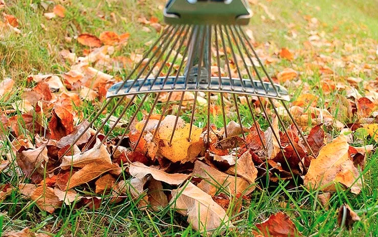 raking leafs