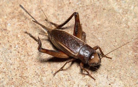 What Do Crickets Eat?  Pest Control TX - Innovative Pest Control