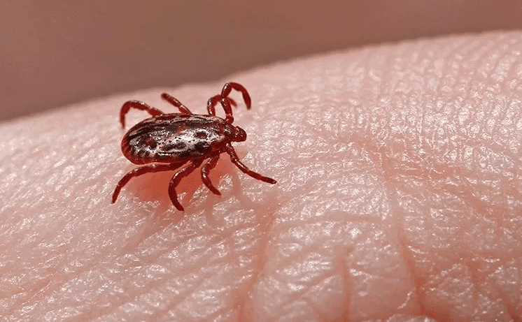 image of a tick