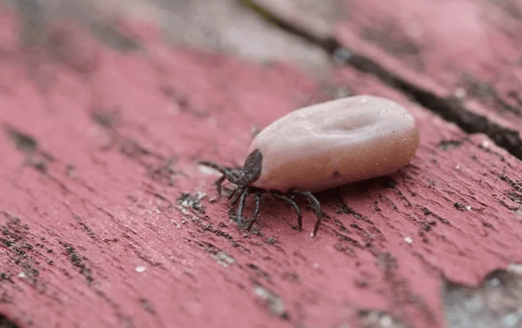 image of a big tick