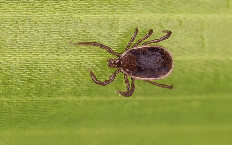 image of a tick on a leaf