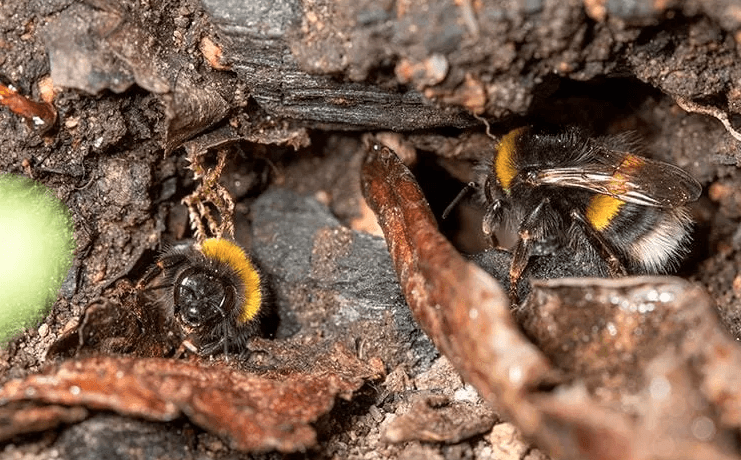 image of bees on wood