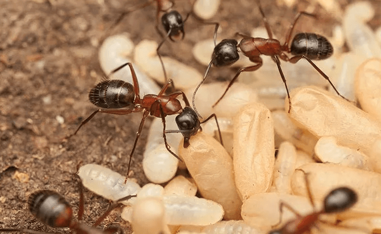image of ants