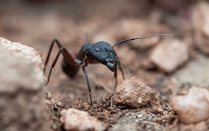 close up image of an ant