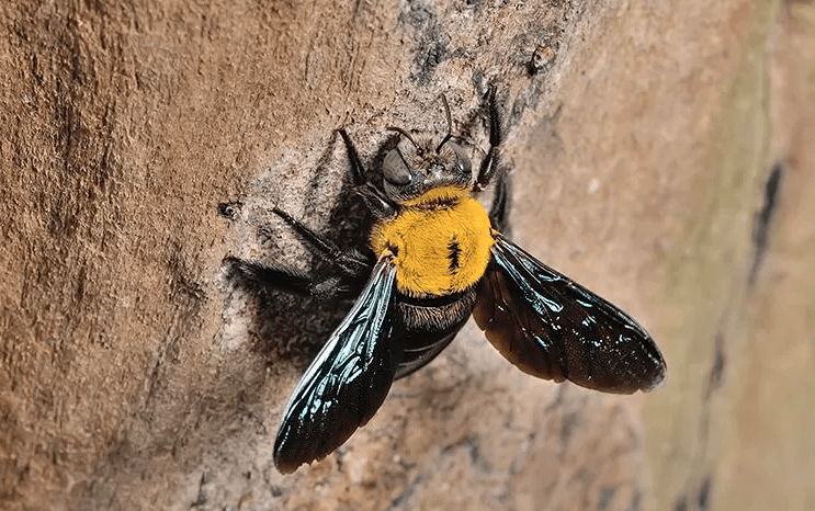 image of a bee on a tree