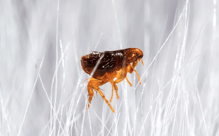 image of a flea