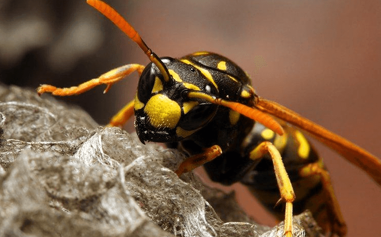 image of a wasp