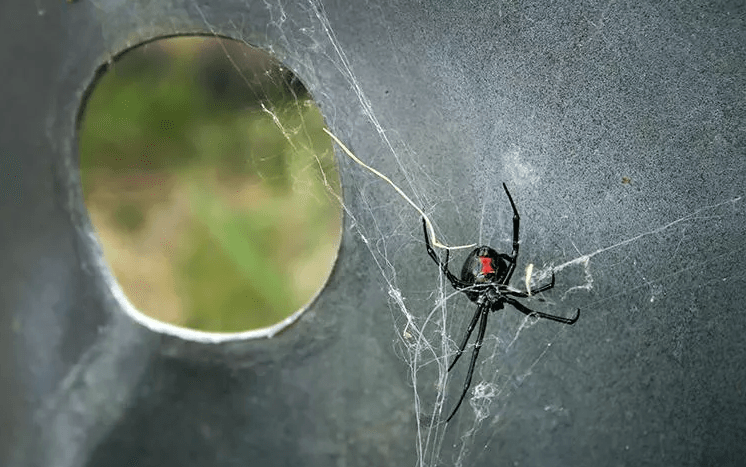 image of black widow