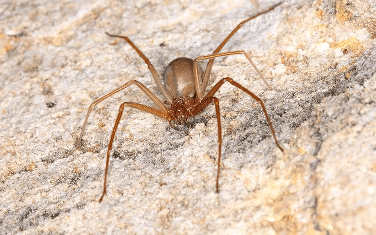 image of a spider