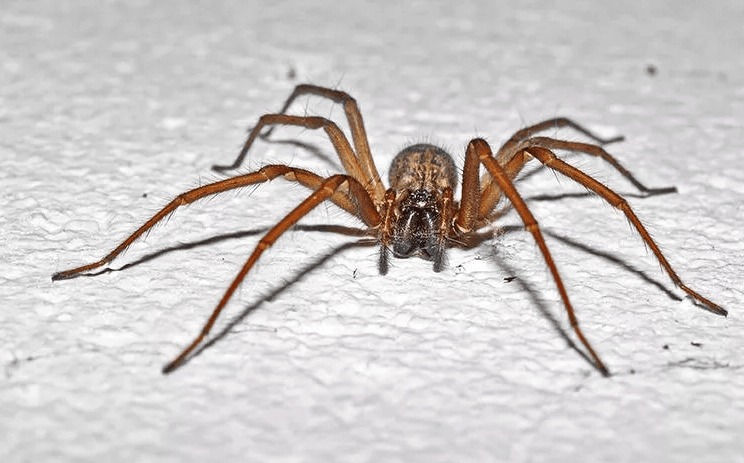 House Spiders in Tyler & Longview