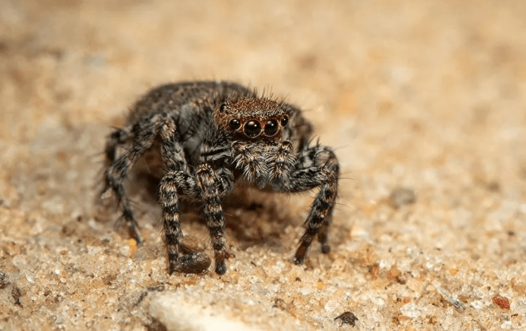 Jumping Spider, Pest Library