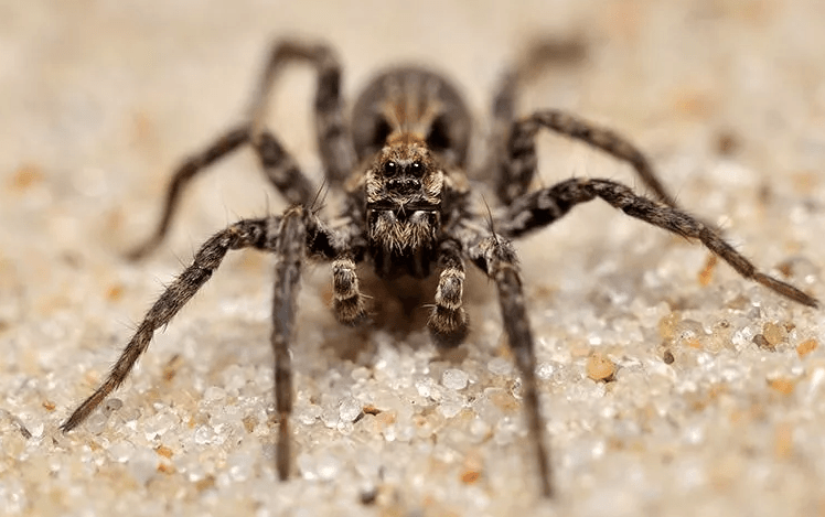 wolf spider bite