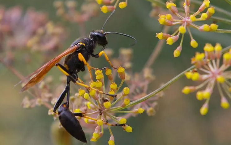 image of a hornet