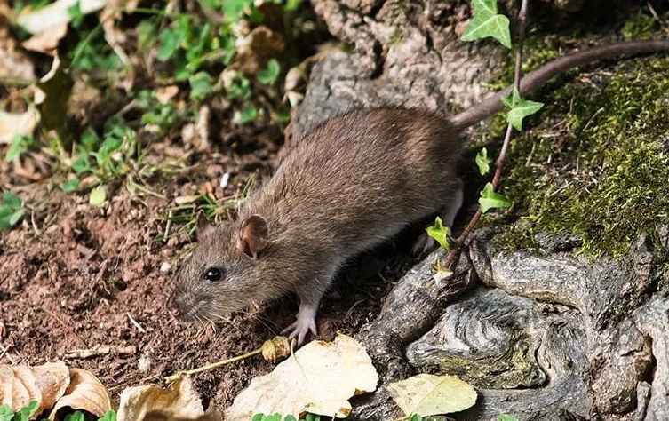 image of a rat