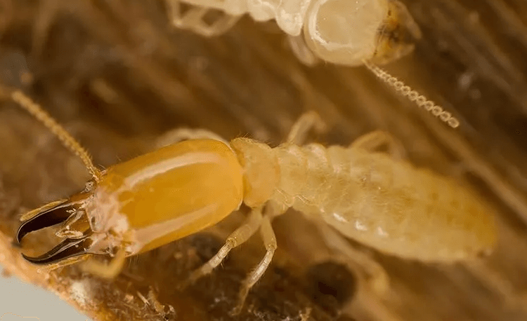 image of a termite