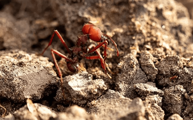 image of fire ants