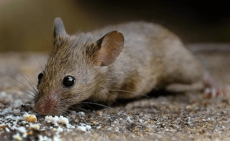 image of a mouse