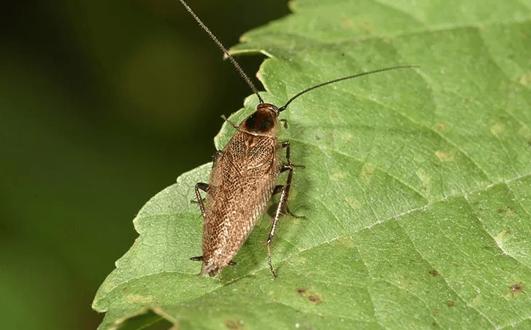 bug on a leaf