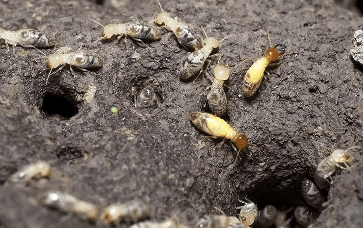 termites in the ground