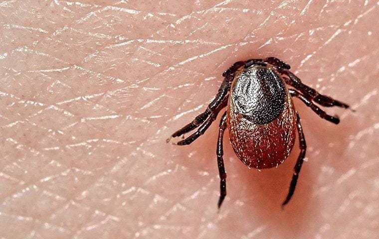 Dog ticks hot sale in house