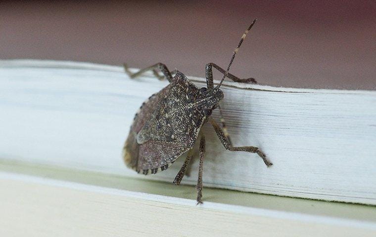 Stink bugs: Why are they in my house? How to keep them out