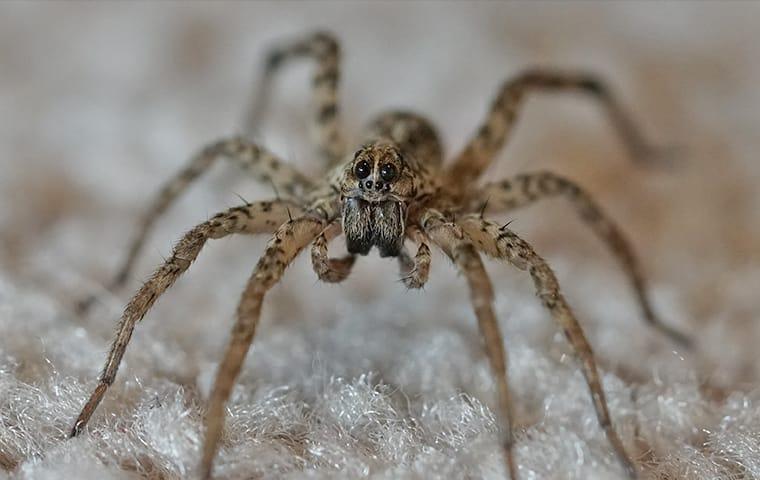 Should Know About Wolf Spiders - Innovative Pest Control