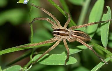 The wolf spider: Facts & bites