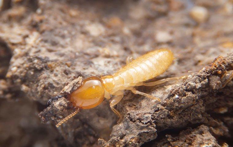 Subterranean VS Formosan Termite: What’s The Difference? - Innovative