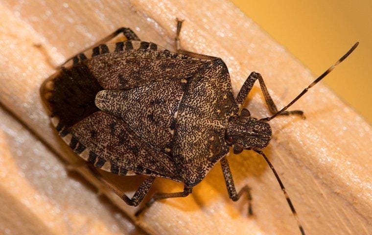 crawling stink bug